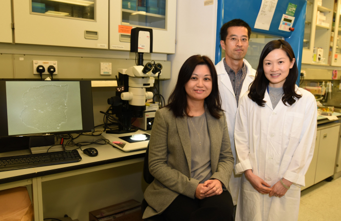 （左起）香港大學李嘉誠醫學院外科學系副教授顏秀慧博士、博士後研究員黎沛凌博士及劉倩婷博士。